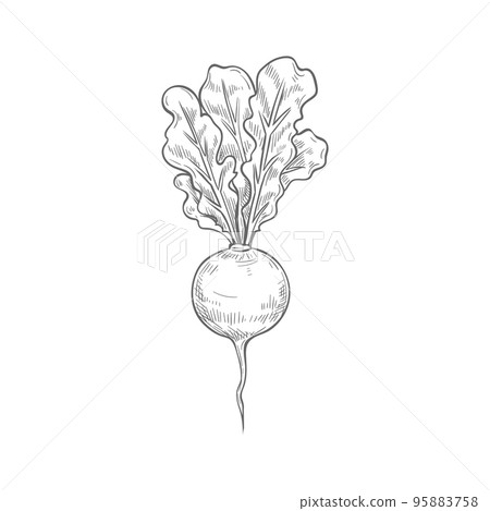 Whole beet root with leaves isolated monochrome sketch. Vector hand drawn radish, beetroot food ingredient. Edible taproot vegetable, table garden beet, red sugar dinner beetroot, fresh veggies 95883758