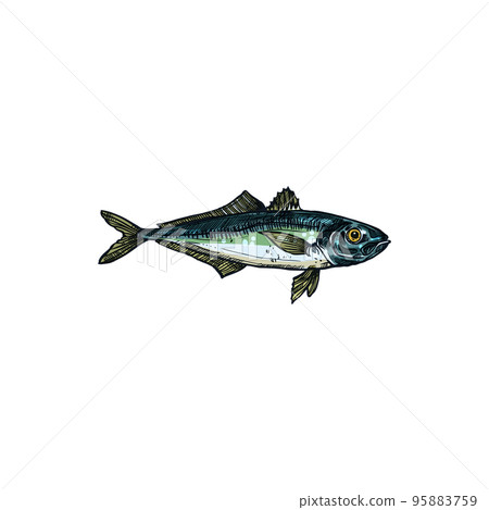 Bluefish mascot isolated tuna fish realistic sketch. Vector horse mackerel with flounders, fishing sport emblem, bluefish thunnus. Scombridae saltwater fish, aquatic animal, atlantic sardine Bluefish mascot isolated tuna fish realistic sketch. Vector horse mackerel with flounders, fishing sport emblem, bluefish thunnus. Scombridae saltwater fish, aquatic animal, atlantic sardine 95883759