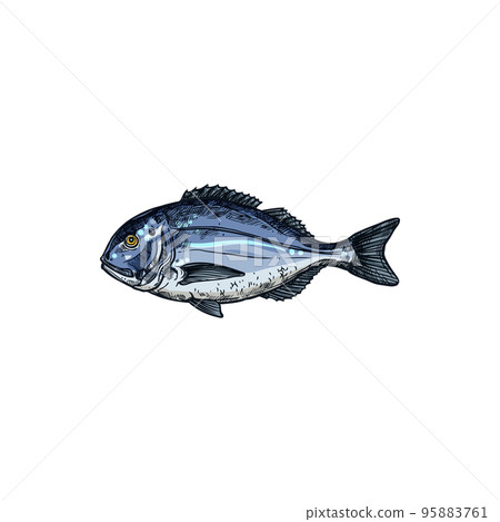 Orata gilt head bream isolated saltwater fish sketch. Vector underwater animal with flounders, seafood. Orata or Dorada fish of bream family Sparidae found in Mediterranean Sea, seam bream 95883761