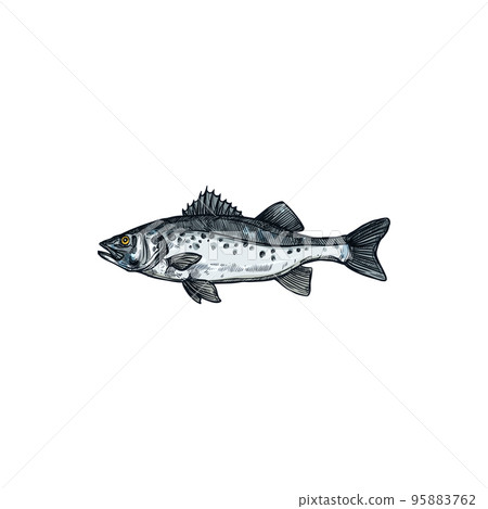 Barred sand bass isolated sea fish, potato cod sketch. Vector redbanded perch hand drawn seafood, marine underwater aquatic animal. Barred sand bass, potato cod Serranus cabrilla, Caprodon fish Barred sand bass isolated sea fish, potato cod sketch. Vector redbanded perch hand drawn seafood, marine underwater aquatic animal. Barred sand bass, potato cod Serranus cabrilla, Caprodon fish 95883762