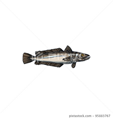 Cod or hake saltwater fish isolated aquatic animal sketch. icon. Vector saltwater cold blooded fish, raw Merlucciidae and Phycidae Atlantic ocean habitat. European hake, fishing sport mascot or trophy 95883767