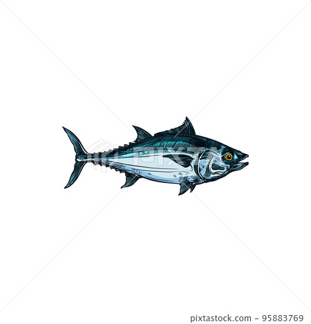 Bluefin tuna blackfin longtail fish isolate sketch. Vector Scombridae mackerel, predatory schooling fish hand drawn underwater animal. Tunny tribe Thunnini, fishery fishing sport mascot Bluefin tuna blackfin longtail fish isolate sketch. Vector Scombridae mackerel, predatory schooling fish hand drawn underwater animal. Tunny tribe Thunnini, fishery fishing sport mascot 95883769