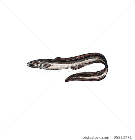 Electric eel isolated eel-shape underwater fish sketch. Vector knifefish Electrophorus electricus, exotic fish inhabit water. Sea electric eel, marine underwater animal. Uncooked fresh eel hand drawn 95883771