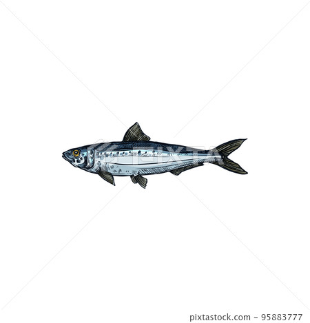 Herring or sardine saltwater fish isolated animal. Vector pilchard oily forage small epipelagic fish in herring Clupeidae. Sardina, bluefin marine animal, cold blooded saltwater aquatic habitat 95883777