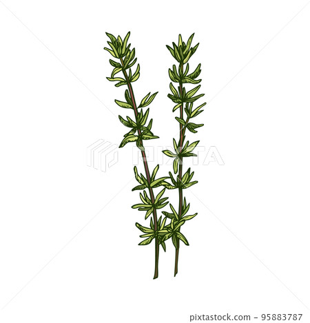 Green thyme branch isolated herb seasoning hand drawn sketch. Vector spicy natural food, branch with leaves. Oregano natural garnish, stem with leaves, essential herbal product, vegetarian greenery Green thyme branch isolated herb seasoning hand drawn sketch. Vector spicy natural food, branch with leaves. Oregano natural garnish, stem with leaves, essential herbal product, vegetarian greenery 95883787