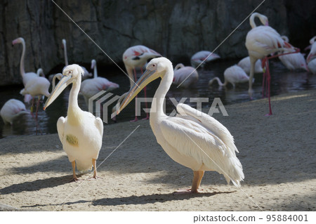 beautiful pelicans on a flamingo background beautiful pelicans on a flamingo background 95884001