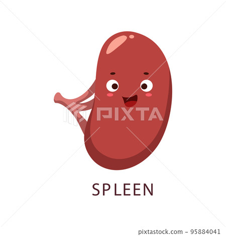 Cartoon spleen human bogy organ character. Immune system cheerful, human body anatomy and vertebrates biology, spleen internal organ isolated vector cheerful personage or icon 95884041