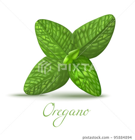 Oregano Leaves in Realistic Style Oregano Leaves in Realistic Style 95884894