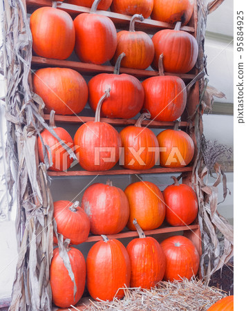 Beautifully decorated with pumpkins wooden shelves showcase shop or cafe Beautifully decorated with pumpkins wooden shelves showcase shop or cafe 95884925