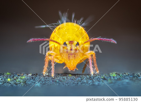 Globular springtail Dicyrtomina ornata or fusca in very close view Globular springtail Dicyrtomina ornata or fusca in very close view 95885130