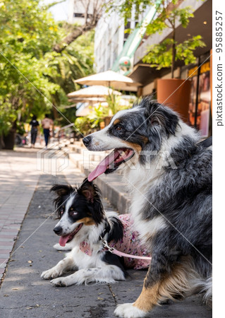 two dogs together. Happy Border Collie on the street watching people passing two dogs together. Happy Border Collie on the street watching people passing 95885257
