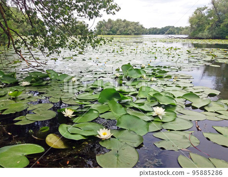 European white waterlily. (Nymphaea alba) 95885286