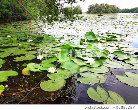 European white waterlily. (Nymphaea alba) 95885287