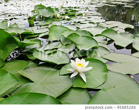 European white waterlily. (Nymphaea alba) 95885288