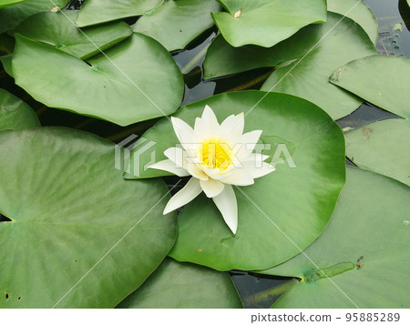 European white waterlily. (Nymphaea alba) 95885289