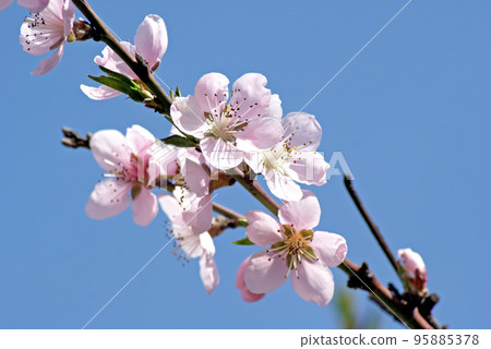 Blossoming peach. Flowering white tree. Bee pollinates flower Blossoming peach. Flowering white tree. Bee pollinates flower 95885378