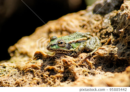 Frog on a stone Frog on a stone 95885442