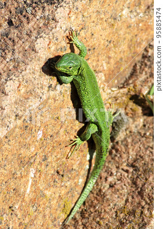 Green lizard Green lizard 95885474
