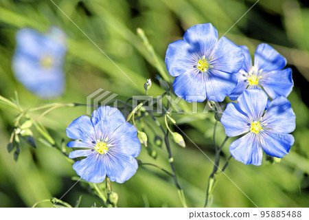 Linum (Linum austriacum) Linum (Linum austriacum) 95885488