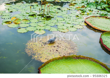 Flower of the Victoria Amazonica, or Victoria Regia, the largest aquatic plant in the world in the Amazon Rainforest in Peru 95886325