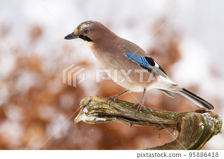 Eurasian jay sitting on branch in wintertime nature 95886418