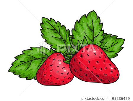 Strawberry bunch of sweet red berries. Whole ripe wild forest berry with leaves. Sweet fresh fruit. Juicy strawberries handdrawn sketch for sticker, juice adverticement poster print, flyers, emblems Strawberry bunch of sweet red berries. Whole ripe wild forest berry with leaves. Sweet fresh fruit. Juicy strawberries handdrawn sketch for sticker, juice adverticement poster print, flyers, emblems 95886429