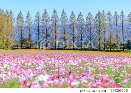 Ikoma Kogen Cosmos Kobayashi City, Miyazaki Prefecture 95886628