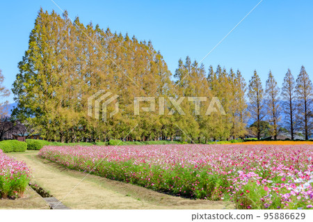 Ikoma Kogen Cosmos Kobayashi City, Miyazaki Prefecture Ikoma Kogen Cosmos Kobayashi City, Miyazaki Prefecture 95886629