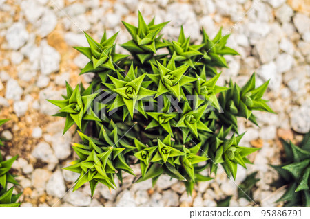 Succulents of cacti on sandy soil. The trend of cactus concept 95886791