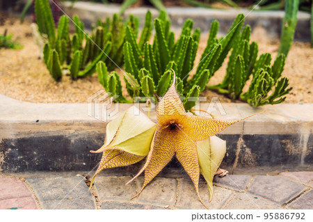 Succulents of cacti on sandy soil. The trend of cactus concept 95886792