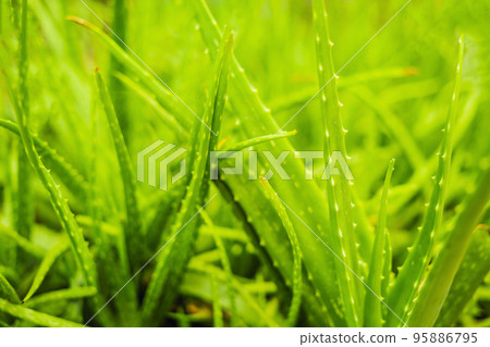 Background of gently green aloe leaf texture Background of gently green aloe leaf texture 95886795