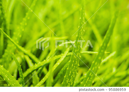 Background of gently green aloe leaf texture Background of gently green aloe leaf texture 95886959