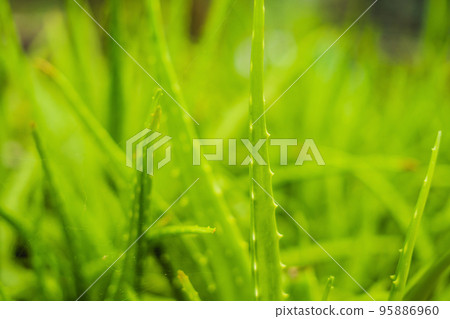 Background of gently green aloe leaf texture Background of gently green aloe leaf texture 95886960
