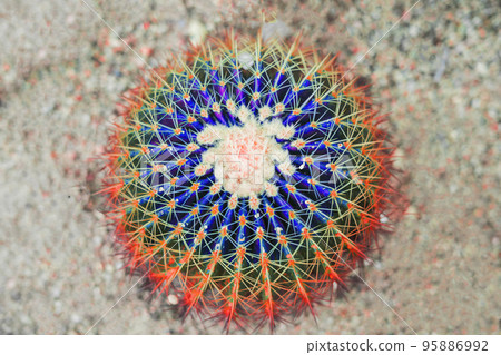 Cactus Fashion Design. Minimal Stillife. Trendy Bright Colors. Green Neon Mood on Pink background 95886992