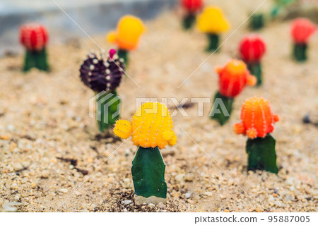 Moon Cactus or Gymnocalycium mihanovichii, the Mutant Cactus Grafted on to Hylocereus Rootstock Macro Closeup Background of Cactus Pigmentation Thorns or Abstract Magenta Texture Moon Cactus or Gymnocalycium mihanovichii, the Mutant Cactus Grafted on to Hylocereus Rootstock Macro Closeup Background of Cactus Pigmentation Thorns or Abstract Magenta Texture 95887005