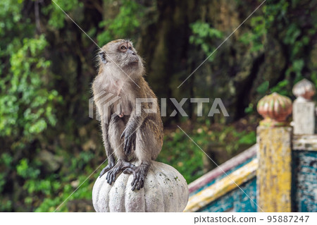 Monkey in Batu Caves, near Kuala Lumpur, Malaysia. Traveling with children concept 95887247