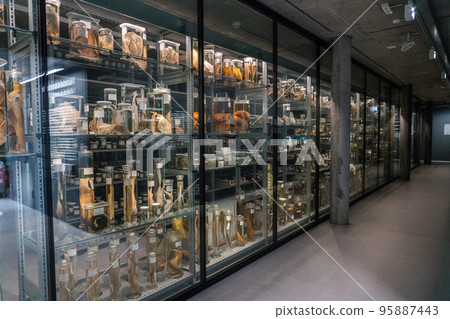 Exhibition at the Bern Natural History Museum 95887443