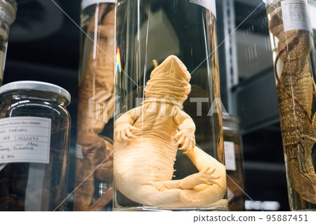 Exhibition at the Bern Natural History Museum 95887451