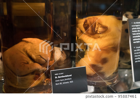 伯爾尼自然歷史博物館展覽 伯爾尼自然歷史博物館展覽 95887461