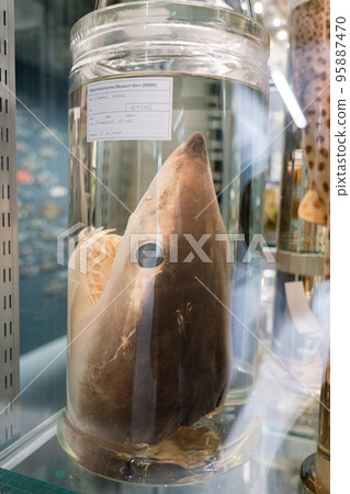 Exhibition at the Bern Natural History Museum 95887470