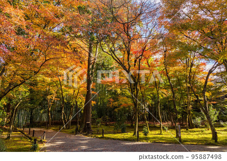 秋天在京都落葉地藏院 (竹寺) 與秋葉 秋天在京都落葉地藏院 (竹寺) 與秋葉 95887498