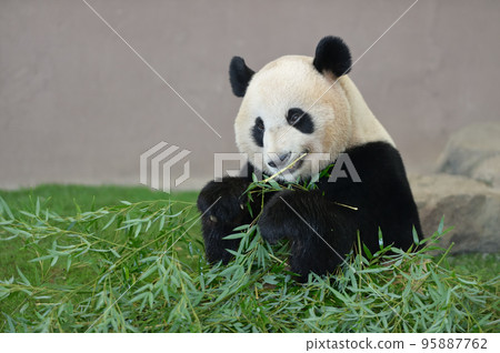 美味地吃竹子的湯濱 美味地吃竹子的湯濱 95887762