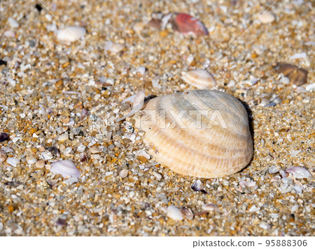 Sea shells on the beach. Sea shells on the beach. 95888306