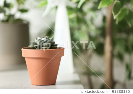 Beautiful Echeveria plant on white table at home. Space for text 95888380