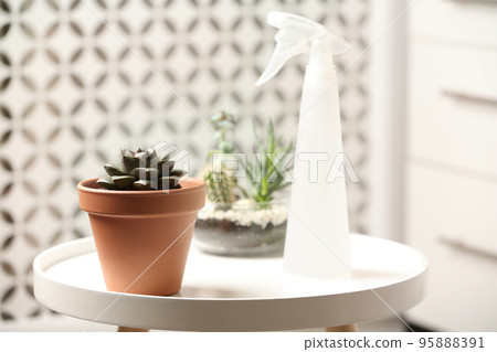 Beautiful Echeveria plant and spray bottle on white table at home Beautiful Echeveria plant and spray bottle on white table at home 95888391