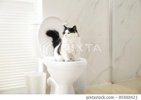 Cute cat sitting on toilet bowl in bathroom Cute cat sitting on toilet bowl in bathroom 95888421