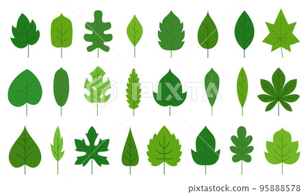 Green leaf flat floral icon set. Eco nature organic leaves of oak birch maple, tropical monstera, poplar ash aspen chestnut tea sprout isolated on white. Forest plant foliage herbal deciduous tree 95888578