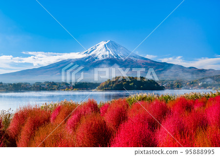 Kochia with deep red leaves and Mt.Fuji ~Kawaguchiko Oishi Park~ Kochia with deep red leaves and Mt.Fuji ~Kawaguchiko Oishi Park~ 95888995