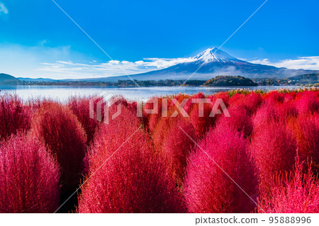 Kochia with deep red leaves and Mt.Fuji ~Kawaguchiko Oishi Park~ Kochia with deep red leaves and Mt.Fuji ~Kawaguchiko Oishi Park~ 95888996
