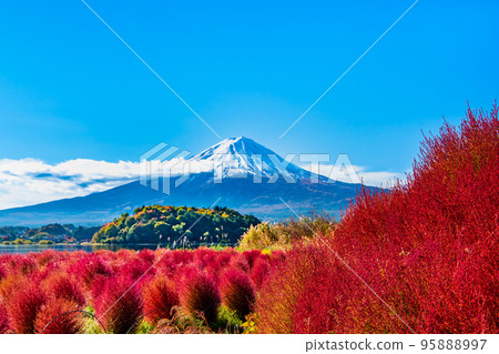 Kochia with deep red leaves and Mt.Fuji ~Kawaguchiko Oishi Park~ Kochia with deep red leaves and Mt.Fuji ~Kawaguchiko Oishi Park~ 95888997